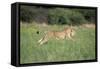 Cheetah Running-null-Framed Stretched Canvas