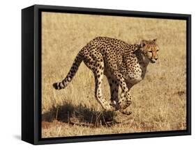 Cheetah Running-null-Framed Stretched Canvas