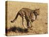 Cheetah Running-null-Stretched Canvas