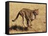 Cheetah Running-null-Framed Stretched Canvas