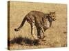 Cheetah Running-null-Stretched Canvas