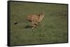 Cheetah Running-DLILLC-Framed Stretched Canvas