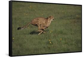 Cheetah Running-DLILLC-Framed Stretched Canvas