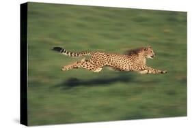 Cheetah Running-DLILLC-Stretched Canvas