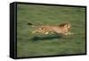 Cheetah Running-DLILLC-Framed Stretched Canvas