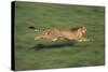 Cheetah Running-DLILLC-Stretched Canvas