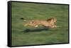 Cheetah Running-DLILLC-Framed Stretched Canvas