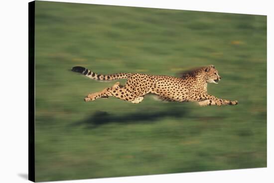 Cheetah Running-DLILLC-Stretched Canvas