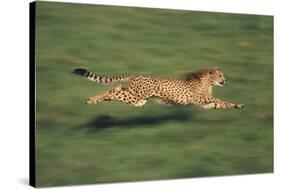 Cheetah Running-DLILLC-Stretched Canvas