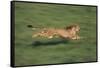 Cheetah Running-DLILLC-Framed Stretched Canvas