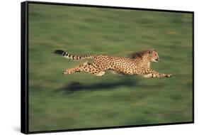 Cheetah Running-DLILLC-Framed Stretched Canvas