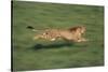 Cheetah Running-DLILLC-Stretched Canvas