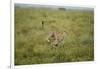 Cheetah Running-Paul Souders-Framed Photographic Print