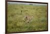 Cheetah Running-Paul Souders-Framed Photographic Print