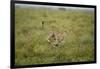 Cheetah Running-Paul Souders-Framed Photographic Print