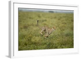 Cheetah Running-Paul Souders-Framed Photographic Print