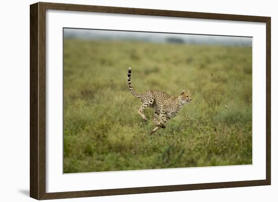 Cheetah Running-Paul Souders-Framed Photographic Print