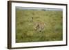 Cheetah Running-Paul Souders-Framed Photographic Print