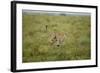 Cheetah Running-Paul Souders-Framed Photographic Print