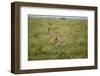 Cheetah Running-Paul Souders-Framed Photographic Print