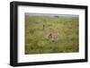 Cheetah Running-Paul Souders-Framed Photographic Print