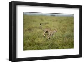 Cheetah Running-Paul Souders-Framed Photographic Print