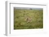 Cheetah Running-Paul Souders-Framed Photographic Print