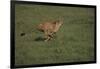 Cheetah Running-DLILLC-Framed Photographic Print