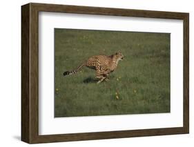 Cheetah Running-DLILLC-Framed Photographic Print