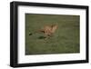 Cheetah Running-DLILLC-Framed Photographic Print