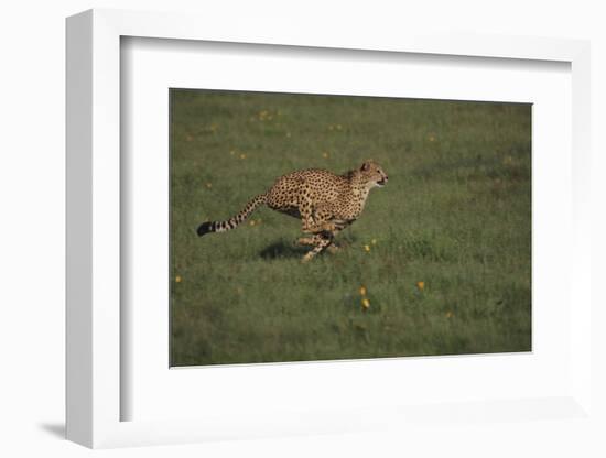 Cheetah Running-DLILLC-Framed Photographic Print