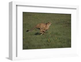 Cheetah Running-DLILLC-Framed Photographic Print