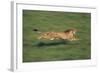 Cheetah Running-DLILLC-Framed Photographic Print