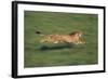 Cheetah Running-DLILLC-Framed Photographic Print