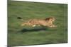 Cheetah Running-DLILLC-Mounted Photographic Print