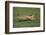 Cheetah Running-DLILLC-Framed Photographic Print