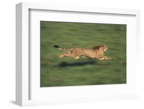 Cheetah Running-DLILLC-Framed Photographic Print