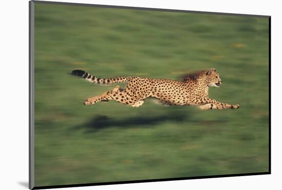 Cheetah Running-DLILLC-Mounted Photographic Print