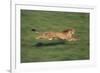 Cheetah Running-DLILLC-Framed Photographic Print