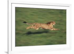 Cheetah Running-DLILLC-Framed Photographic Print