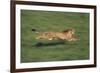 Cheetah Running-DLILLC-Framed Photographic Print