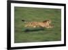 Cheetah Running-DLILLC-Framed Photographic Print