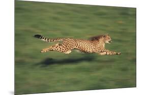 Cheetah Running-DLILLC-Mounted Photographic Print