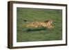 Cheetah Running-DLILLC-Framed Photographic Print