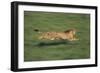 Cheetah Running-DLILLC-Framed Photographic Print