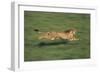 Cheetah Running-DLILLC-Framed Photographic Print