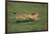 Cheetah Running-DLILLC-Framed Photographic Print