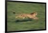 Cheetah Running-DLILLC-Framed Photographic Print