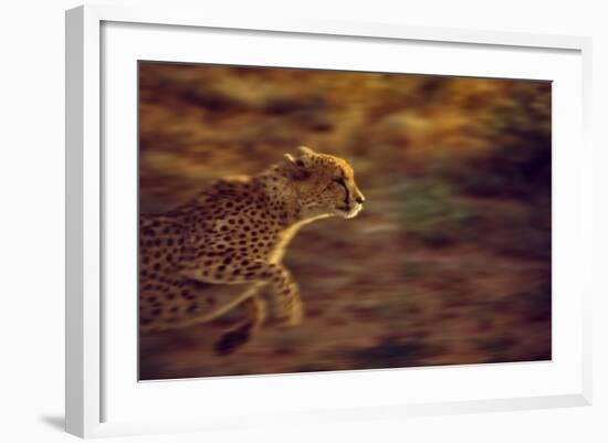 Cheetah Running-null-Framed Photographic Print