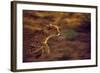 Cheetah Running-null-Framed Photographic Print